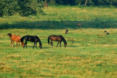 JPG CaS Horses Turkeys Deer DSC_7670.jpg