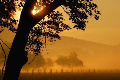 JPG CaS 1a Sunrise Tree DSC_8678.jpg