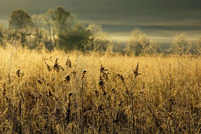 JPG CS 2Sunweeds DSC_9402.jpg