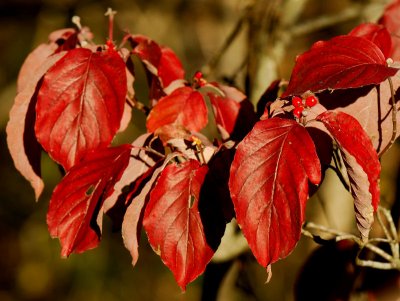 Dogwoods