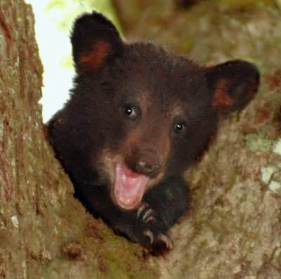 JPG 6CS Cub Yawn DSC_5388.jpg