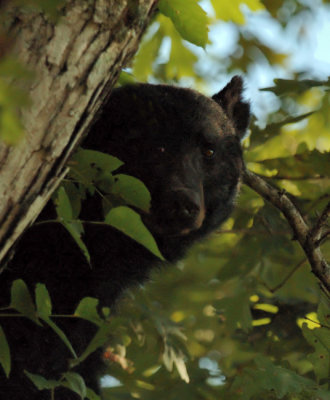 JPG 2CS aBearPeek DSC_9068.jpg