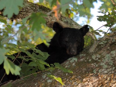 JPG CS 1aSleepy Bear DSC_8951.jpg