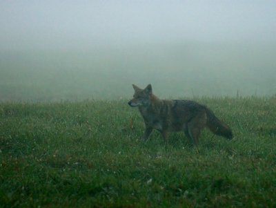 JPG 2CSa 2Coyote DSC_9684.jpg