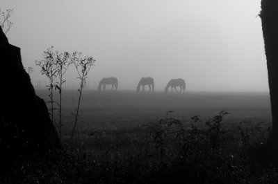 JPG CS Three Horse Fog DSC_9975.jpg