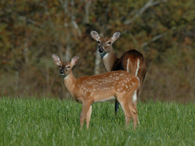 JPG CS 5Fawn Mom DSC_0168.jpg