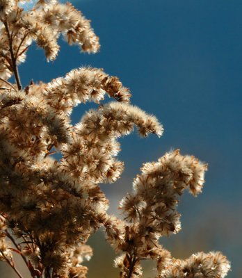 JPG CSa Goldenrod Seed DSC_0479.jpg