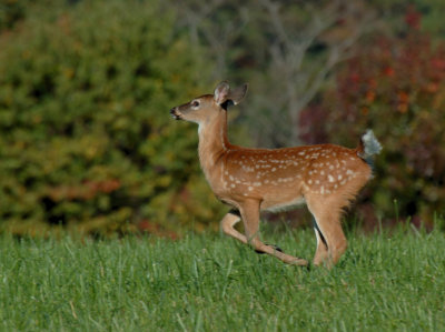 JPG CS 2 See Spot Run DSC_0193.jpg