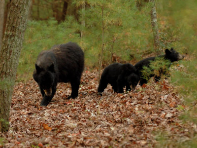 JPG CS 2nd 1aMamaCubs DSC_0634.jpg