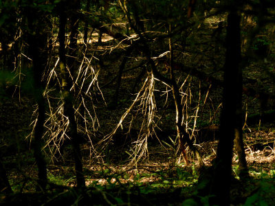 JPG CS 1Forest Dancers DSC_6884.jpg