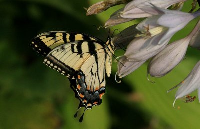 Swallotail-On-Hosta.jpg