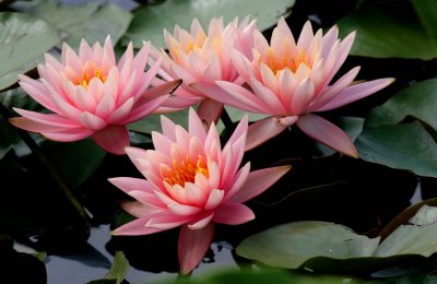 Water-Lily-Pinks.jpg