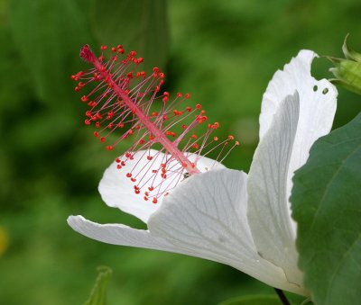 Hibiscus-Waimea2.jpg