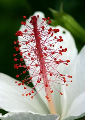 Hibiscus-Waimea.jpg