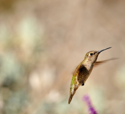 DSC_8124.jpg