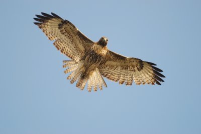 DSC_0197.jpg