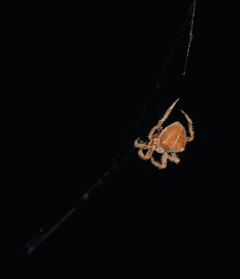 DSC_0045.jpg