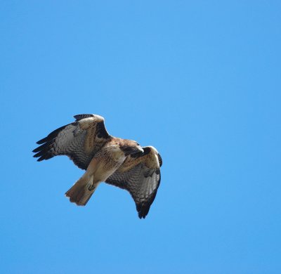 DSC_0034.jpg
