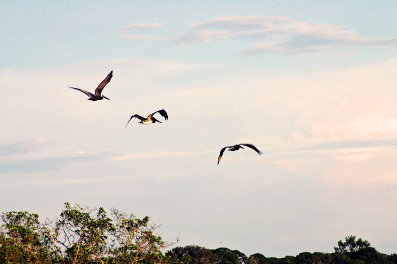 Pelicans in flight ...