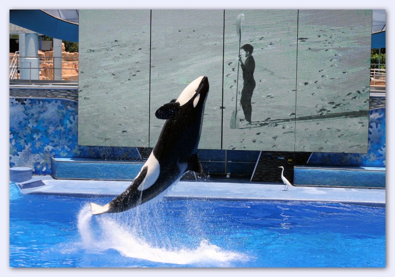 Air Shamu