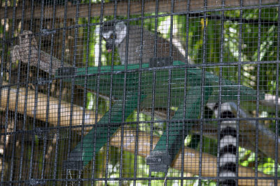 Ringtailed Lemur raspberry @Jungle Gardens