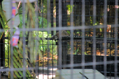Baby Lemur @Jungle Gardens