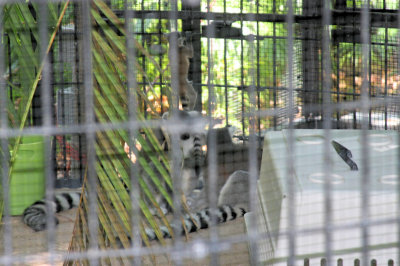 Lemur playing @Jungle Gardens