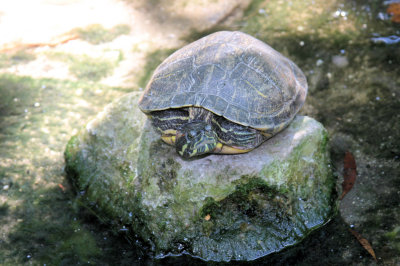 Jungle Gardens 2 turtle