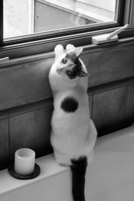 A cat on Georgia Street yearns to be outside
