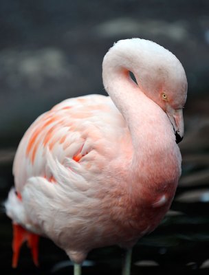 Flamingo_5045_72.jpg