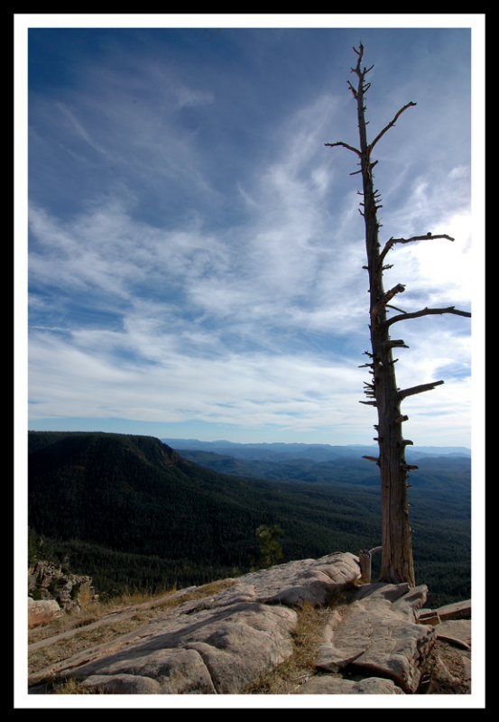 King of the World Tree