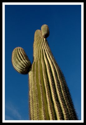 Mighty Saguaro