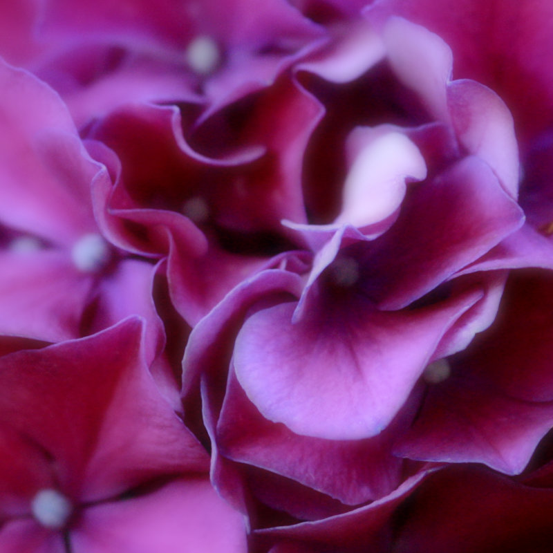 Red Cabbage