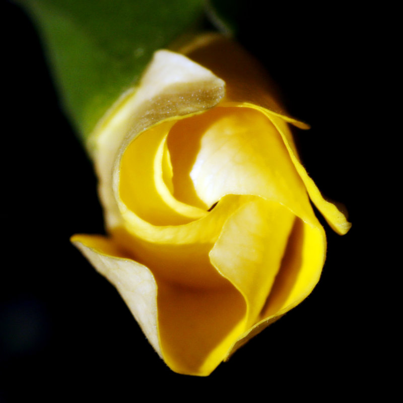 Squash