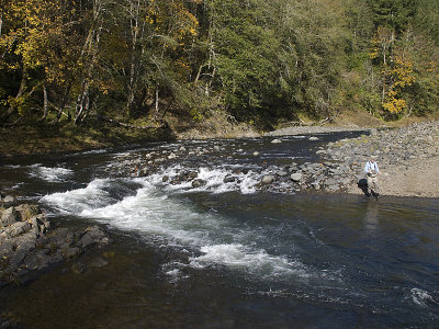 Fall salmon run - Wilson River