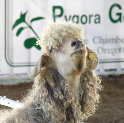 Goat with attitude
