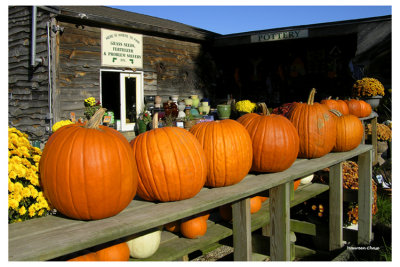 Pumpkin Season in New England