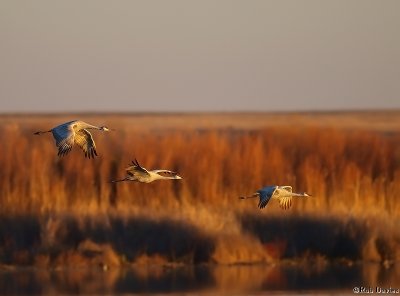 Evening Fly-in, Sandhill Cranes