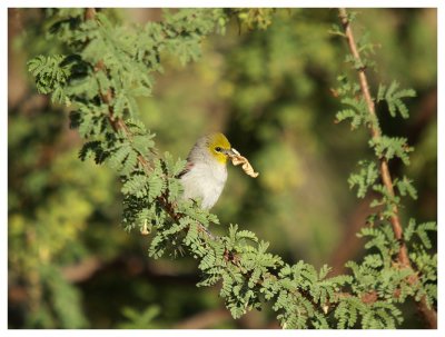 Verdin