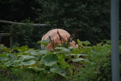 DSC_0022.JPG