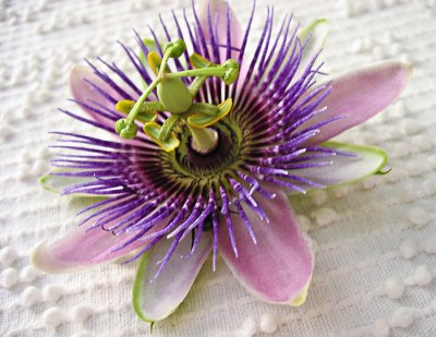 Passion Flower