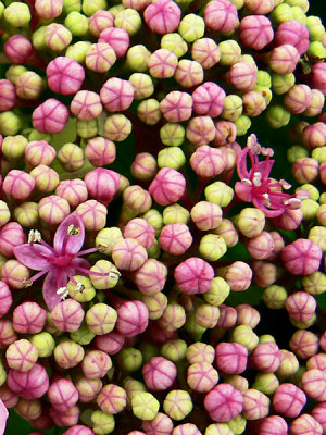 Hydrangea buds