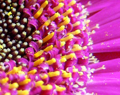 Gerbera Daisy