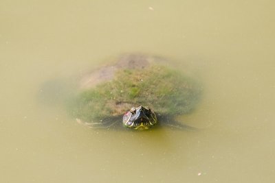 A mossy turtle in the pond.