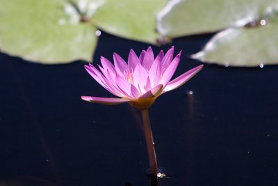 Lotus flower - polarized.