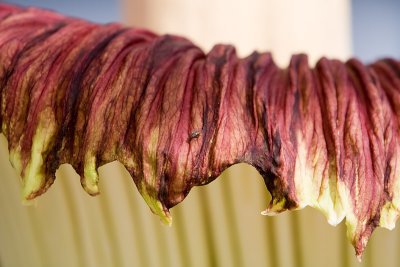 A very important fly on the plant.  The stink is meant to attract flies, which pollenate.