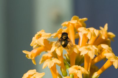 Another fly, not on the corpse plant.