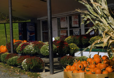 Pumpkins and Mums for Sale