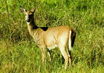 Virginia Long Tail Deer