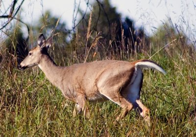 Virginia Long Tail Deer Running